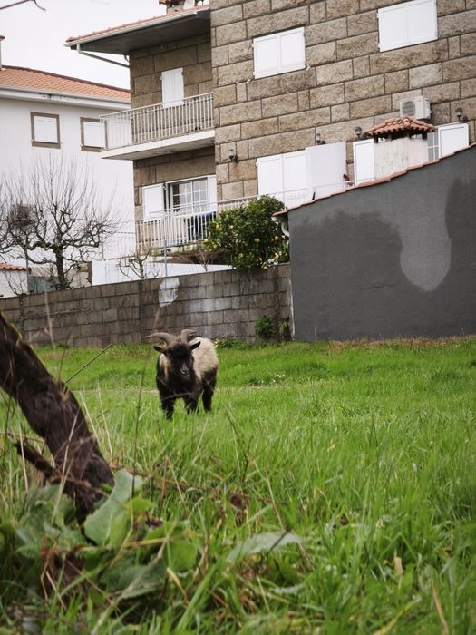 Chibo Anão a Cobrir Bem