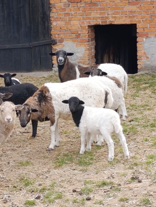 Owca mix dorpera
