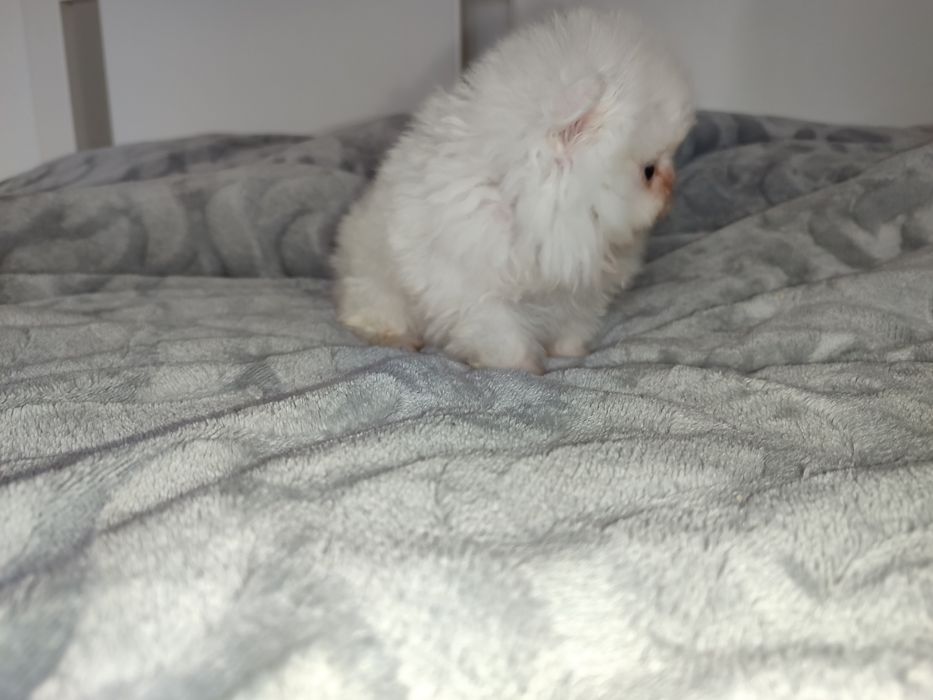 Lulu Pomerânia fêmea branca neve