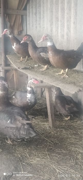 Качки Шипуни продам