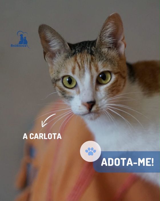 Carlota - Gata para adoção