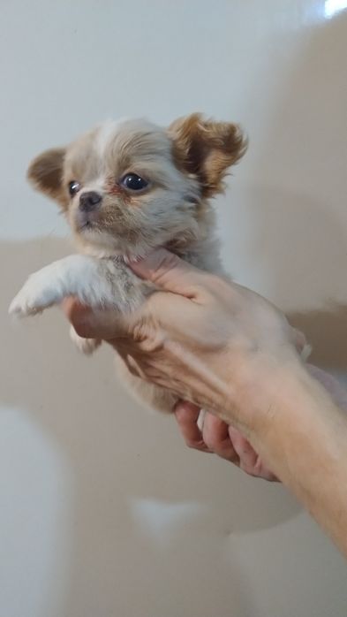 Цуценята чихуахуа з різних виводків