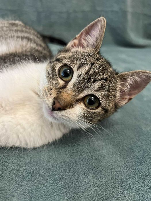 Mikuś szuka domu na zawsze