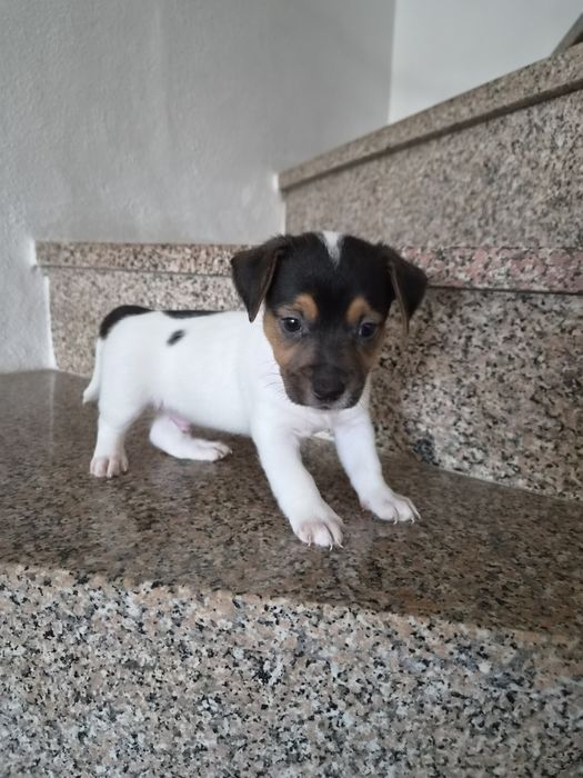Jack russell terrier macho