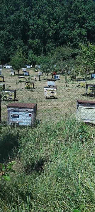 Продам бджолопакети, бджолині сім’ї з власної пасіки, Львівська обл.