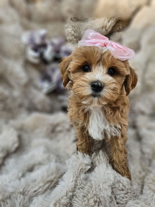 Maltipoo f1 suczka odbiór 2 połowa maja