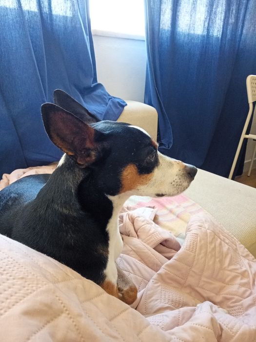 ADOCAO RESPONSÁVEL          Cão porte Médio