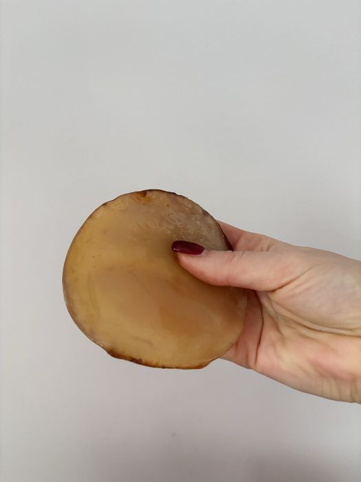 Grzyb kombucha / scooby / kombucza + starter / 1 szt