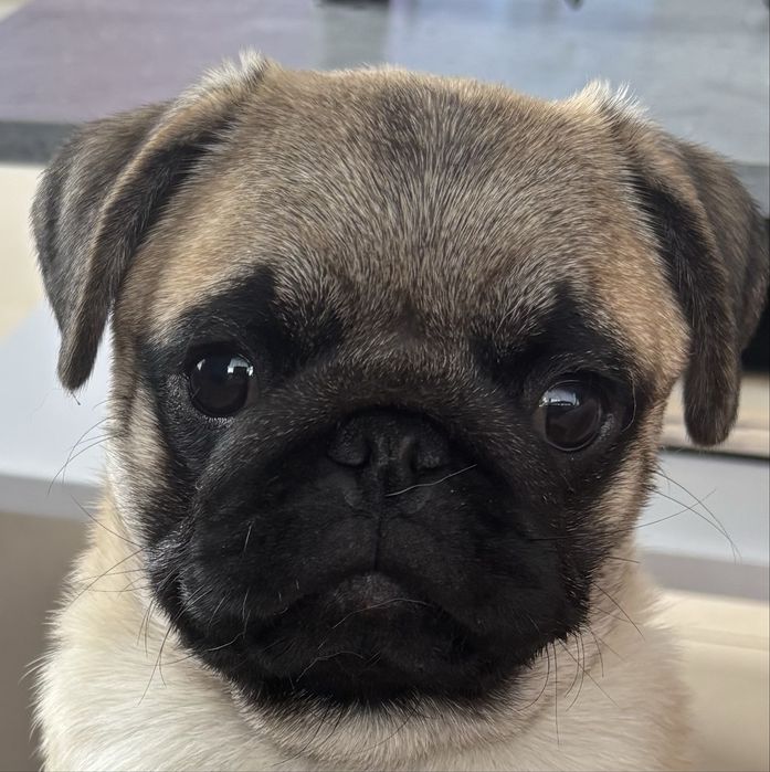 Mops ,mopsik  suczka ZkwP FCI