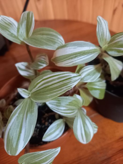 Продам надлишки кімнатних рослин