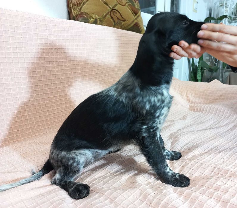 Цуценя РМС руський мисливський спаніель російський спанієль 4 м КРАПКА