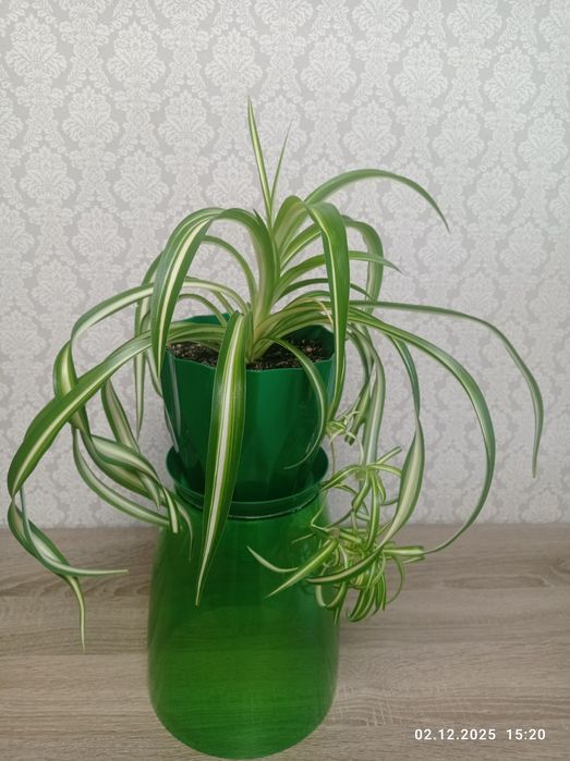 Хлорофитум "Бонни кучерявый"