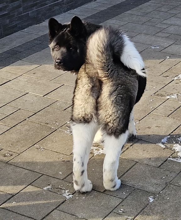 Akita Amerykańska Piesek