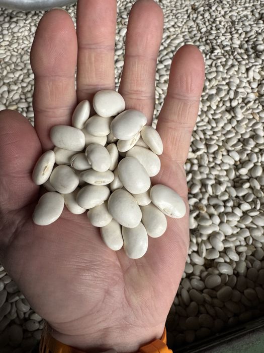 Sprzedam Jaś karłowy - duża ilość - od gospodarza.