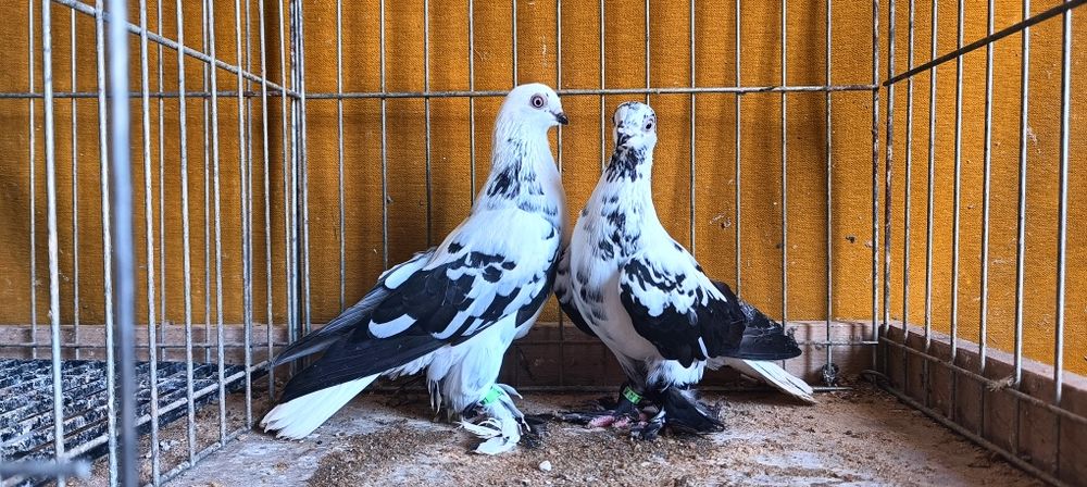 Gołębie z lotu Berliny na białym ogonie kosmate. Widyny