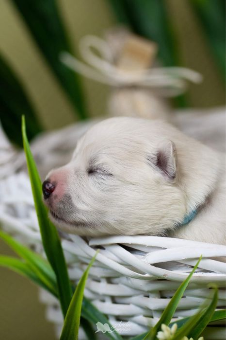 Samoyed piesek ZKwP do odbioru koniec października