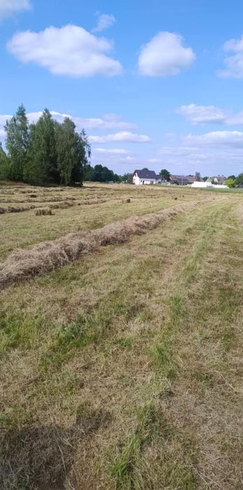 Siano w kostkach 2025