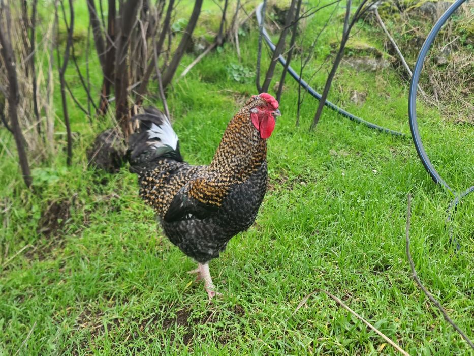 Galo Pedrez com 2 anos – Excelente Reprodutor e Muito Cuidadoso