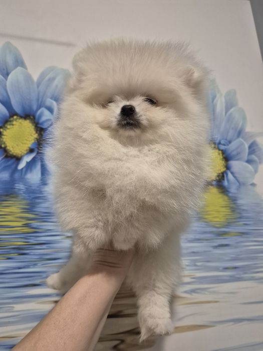 Piekny piesek pomeranian. Color cream
