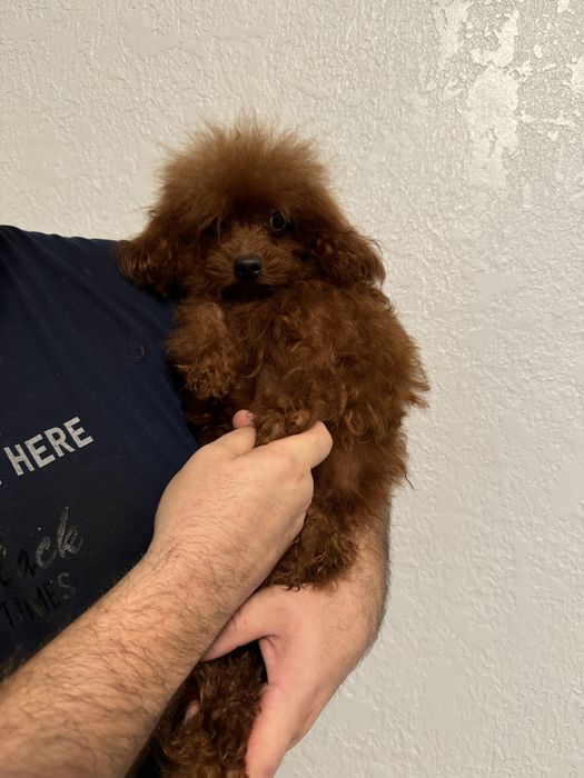 Продаж мальтіпу ф1 та ф2