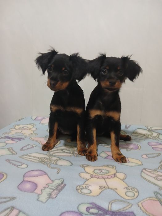 Цена снижена 2 девочкт