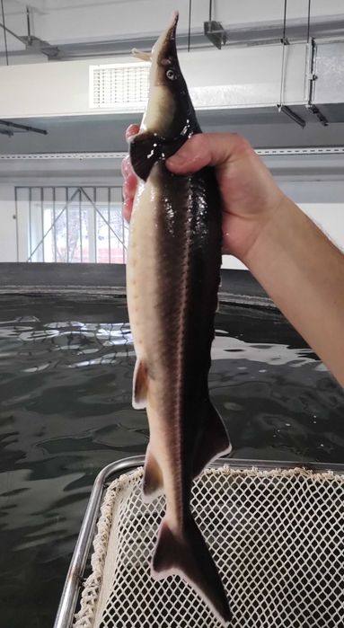 Стерлядь (осетровий вид) самки та самці