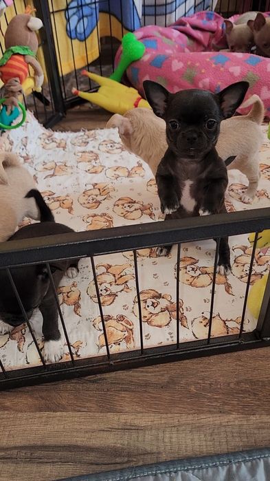 Щенки Чихуахуа!!!