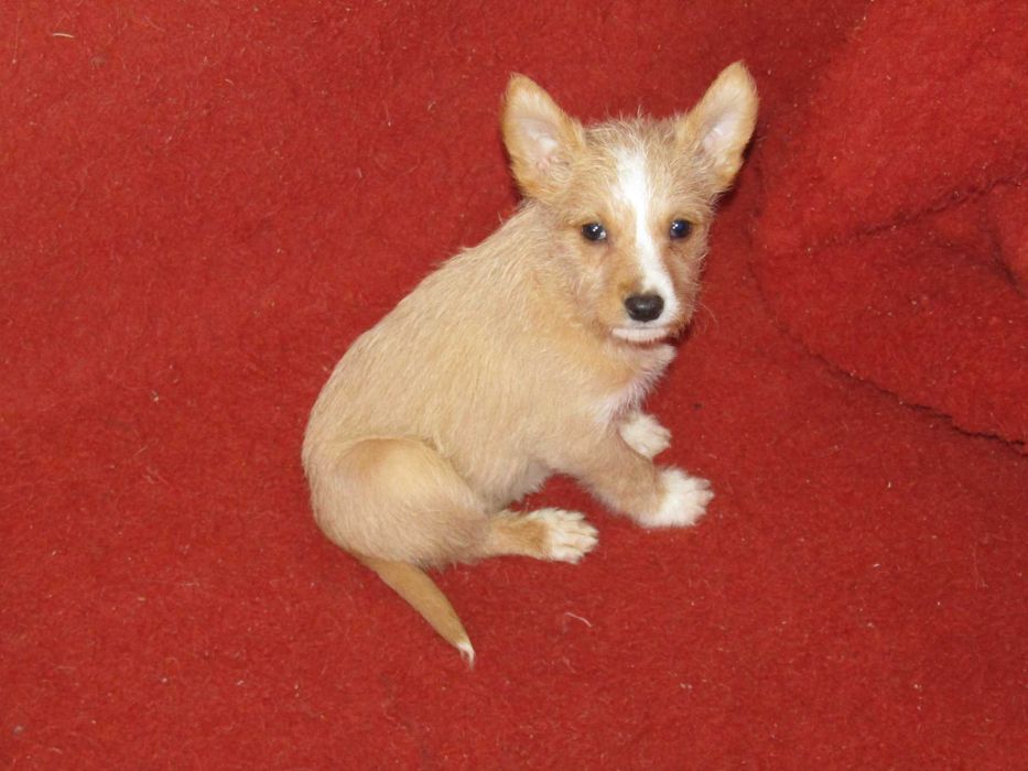 Podengo Português Médio Cerdoso LOP/Pedigree/Afixo.