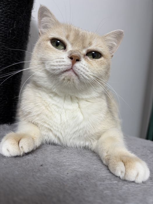 Kotka ay 11 hodowlana