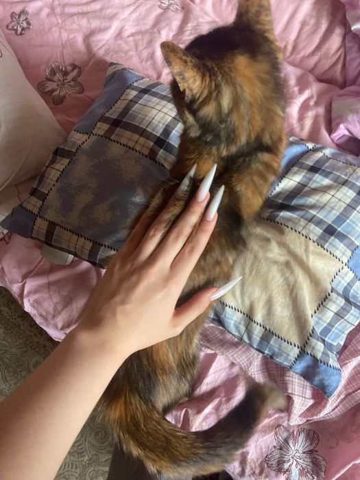 Котёнок девочка в добрые руки!