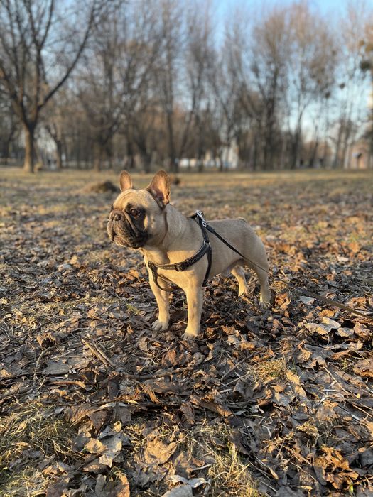 В‘язка французького бульдога