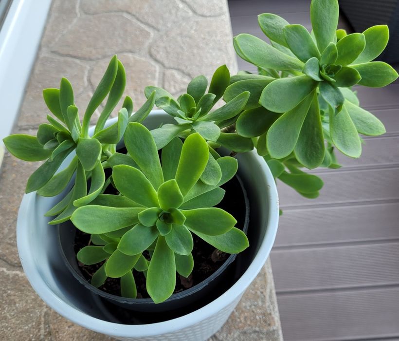 Sedum palmeri .Roslina na słoneczny taras