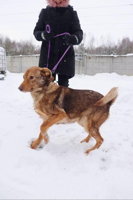 Oddam psa za darmo , piękny