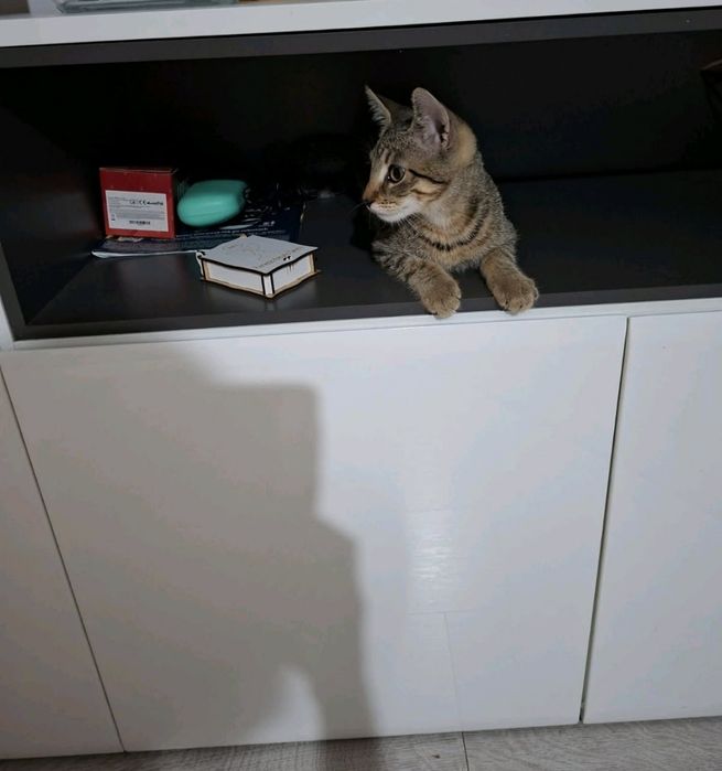 Koty słodkie zapraszam