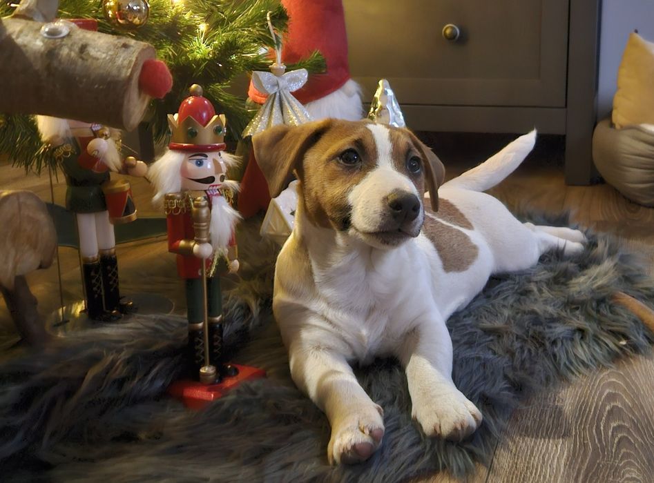 Piekny piesek Jack Russell ZKwP FCI