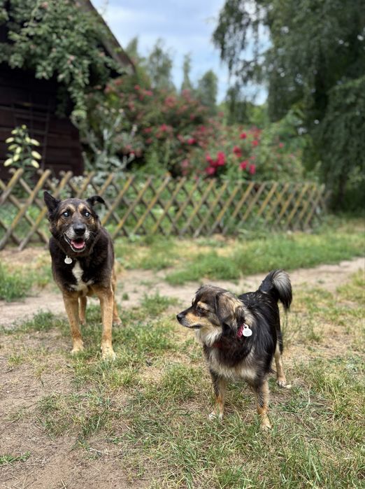 Mała suczka do adopcji!