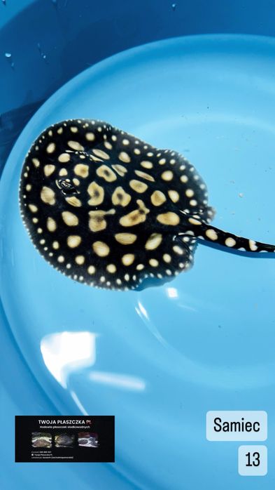 Potamotrygon black diamond płaszczka