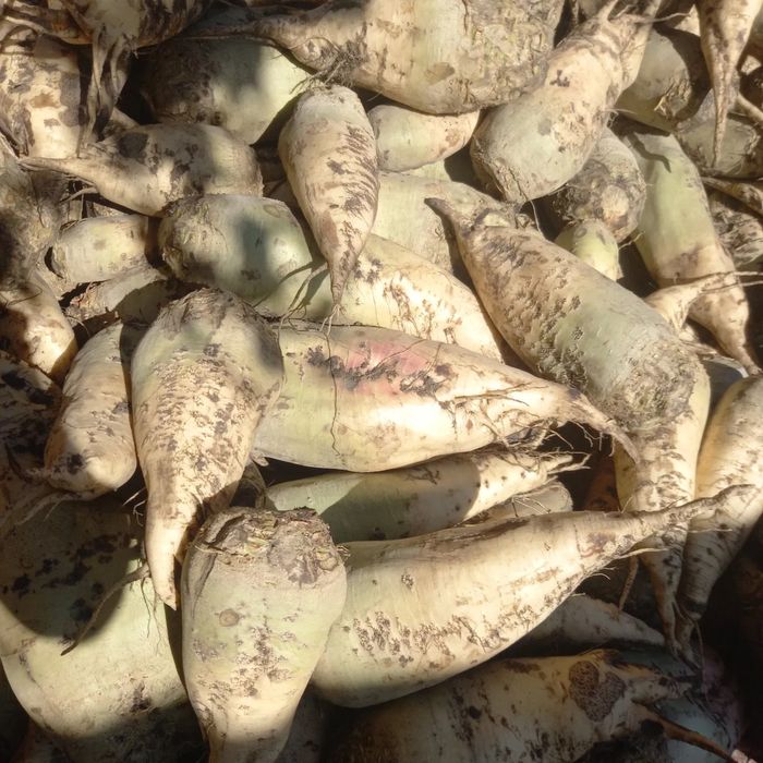 Продам буряк кормовий