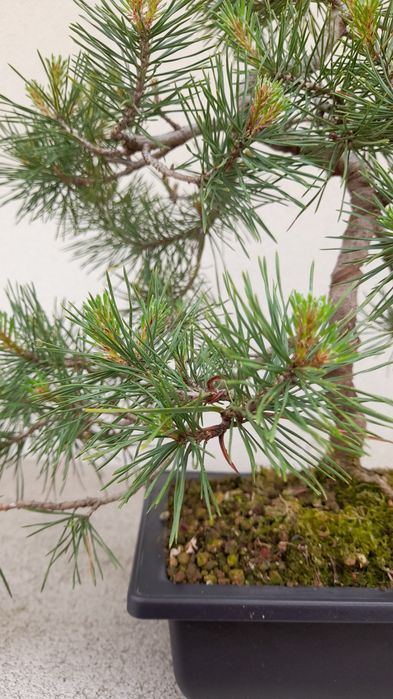 Bonsai Pinheiro Silvestre (Pinus sylvestris) 
Vendo exemplar de Pinheiro Silvestre (Pinus sylvestris) em fase avançada de estrutu
