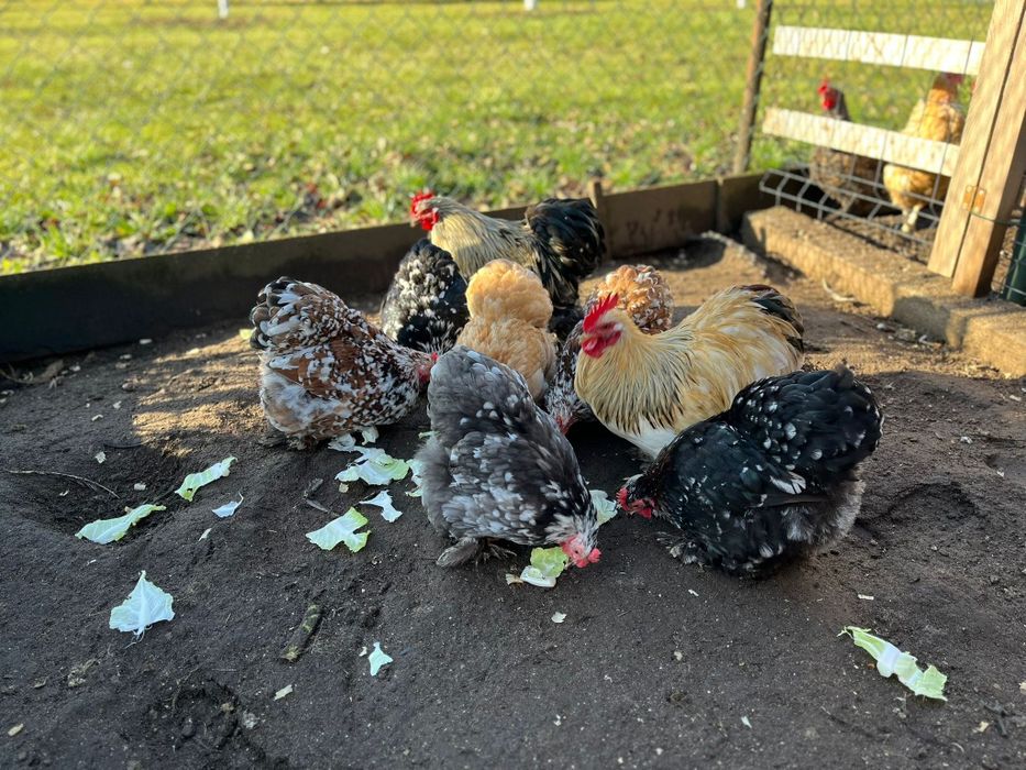 Jajka kohin miniaturowy