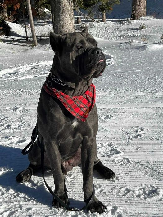 Сильний родовід-відмінне здоров"я