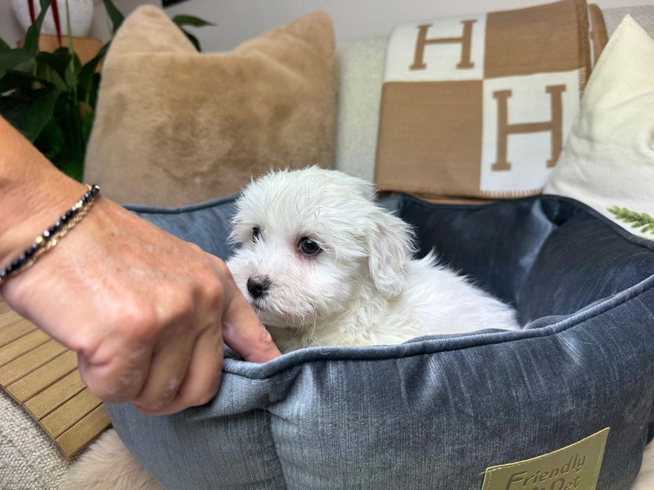 maltanczyk szczeniak