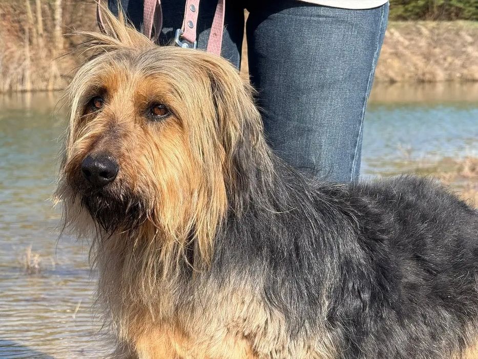 Podaruj dom super psu