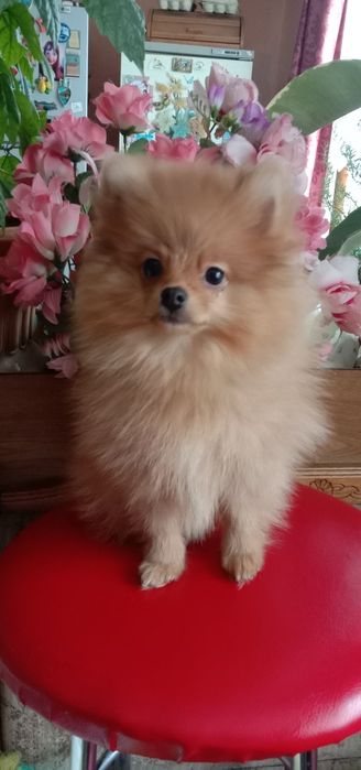 Цуценята Померанський шпіц