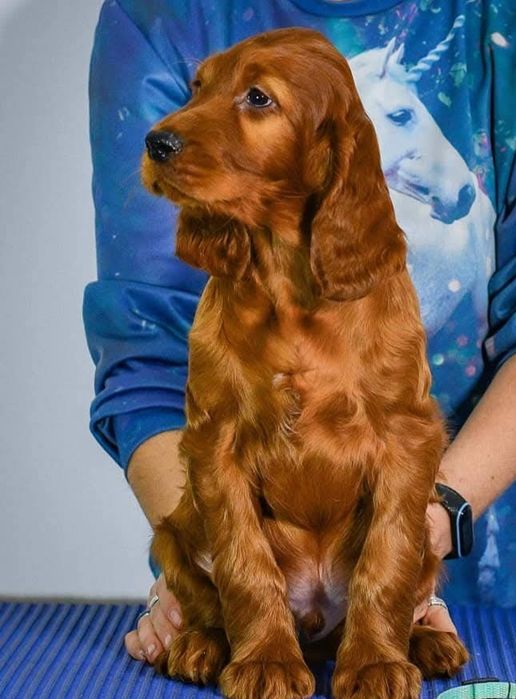 Seter irlandzki ZKwP