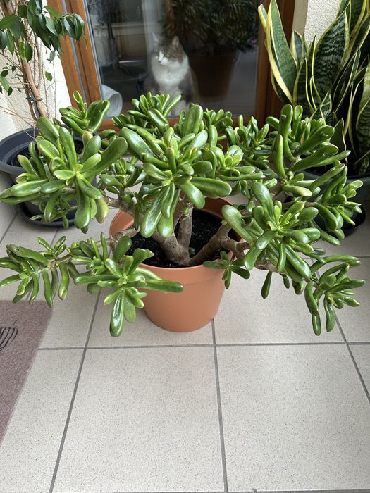 Sprzedam duże drzewka szczęścia (Uszy Szreka i klasyczny)