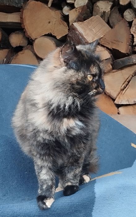 Безкоштовно котуся