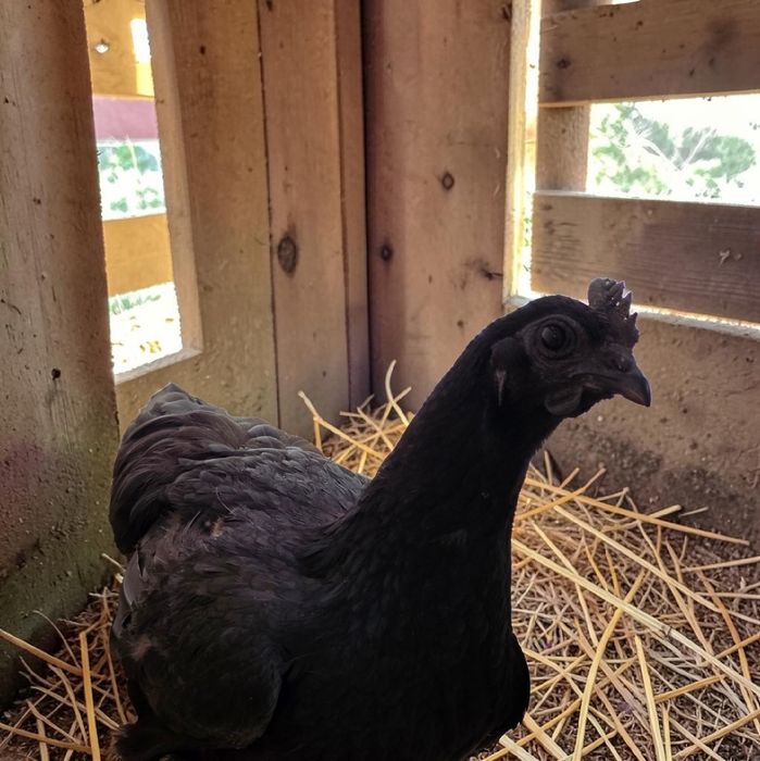 Jaja lęgowe Ayam Cemani