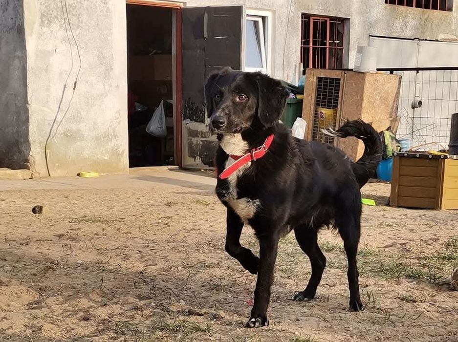 Wylękniony Pędzelek szuka domu