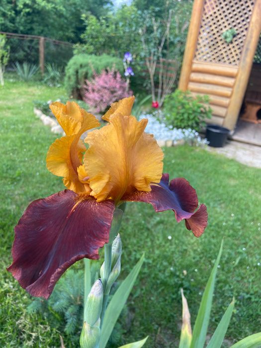 Іриси високорослі та низькорослі